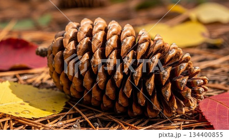 松ぼっくり 134400855