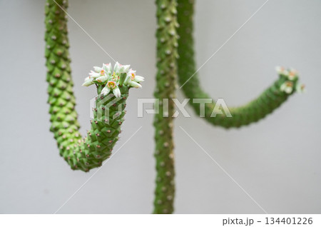 Close up of Monadenium stapelioides plant with flowers blooming on the stem. 134401226