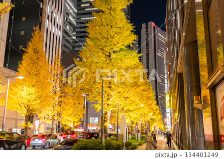 《東京都》新宿都市風景・イチョウ並木ライトアップ 134401249