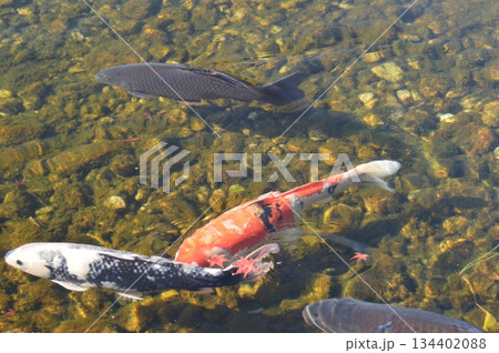 ニシキゴイ（徳川園／愛知県名古屋市東区徳川町） 134402088