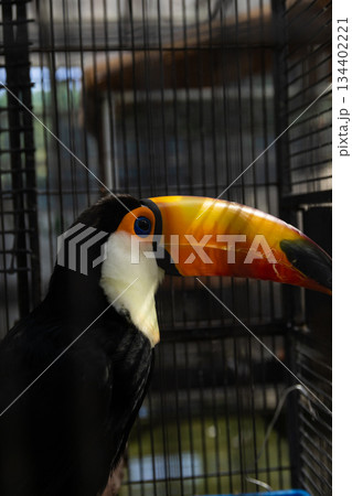 くちばしのカラフルなオオハシ 134402221