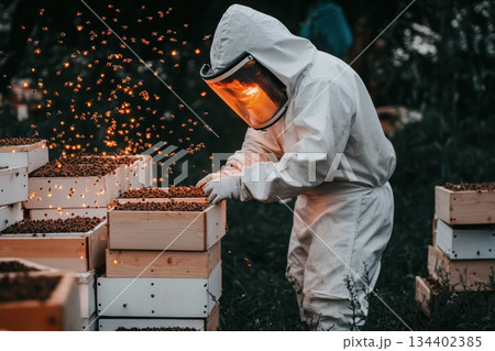 Beekeeping Professional in Protective Gear Working with Hive Boxes at Dusk 134402385