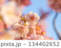 青空を背景にした河津桜 134402652