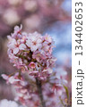 春の訪れを告げる河津桜 134402653