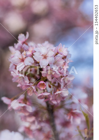 春の訪れを告げる河津桜 春の訪れを告げる河津桜 134402653