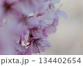 桜咲く 134402654