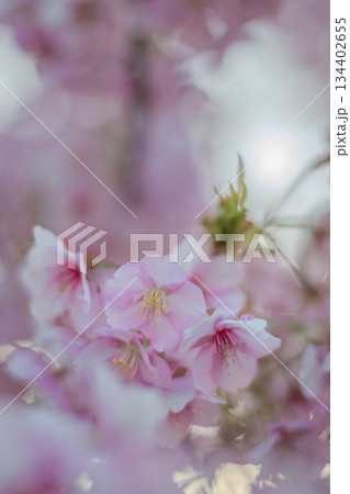 河津桜の中で陽射しの注ぐ陽光 河津桜の中で陽射しの注ぐ陽光 134402655