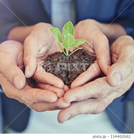 Hands, group and business with plant, growth or together for support, helping hand or closeup for sustainability. Team, people and seedling in soil, solidarity or teamwork for development at startup Hands, group and business with plant, growth or together for support, helping hand or closeup for sustainability. Team, people and seedling in soil, solidarity or teamwork for development at startup 134402682