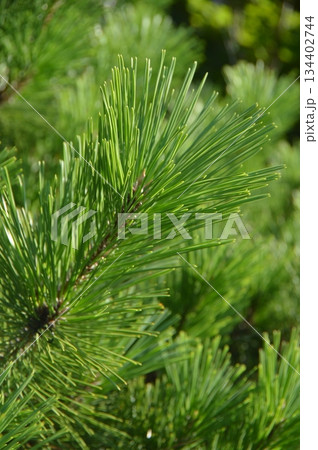 松葉(加茂湖 湖畔 佐渡島グランドホテル・佐渡島/新潟県佐渡市相川北沢町3-2) 松葉(加茂湖 湖畔 佐渡島グランドホテル・佐渡島/新潟県佐渡市相川北沢町3-2) 134402744