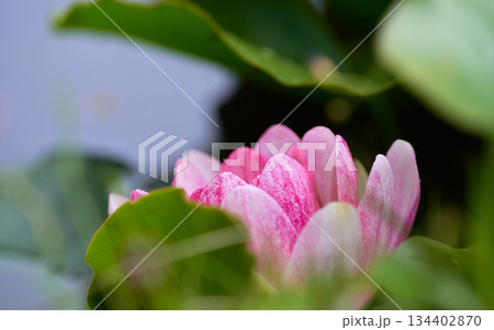 ひっそり綺麗に咲く一輪の濃いピンク色の睡蓮の花アップ 134402870
