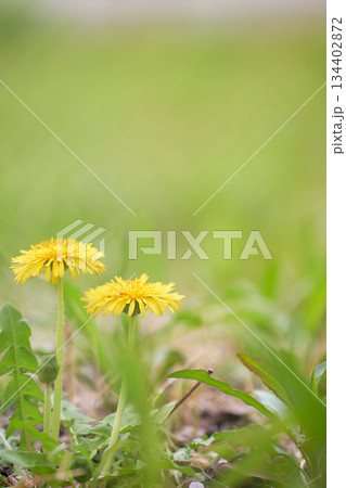 緑色背景仲良く咲く二輪のタンポポの花ローアングル 緑色背景仲良く咲く二輪のタンポポの花ローアングル 134402872