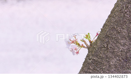 ピンク背景胴吹き桜の花のクローズアップワイド ピンク背景胴吹き桜の花のクローズアップワイド 134402873