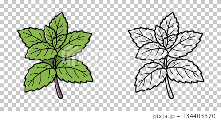 シンプルなミントのアイコンイラスト 134403370