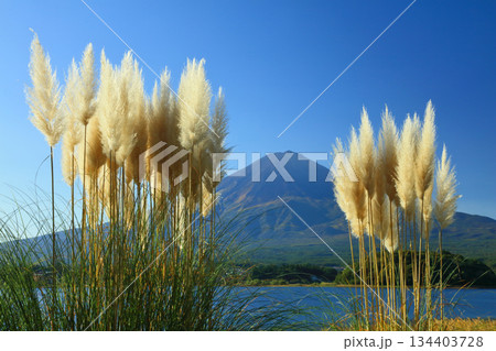 パンパスグラスと富士 パンパスグラスと富士 134403728