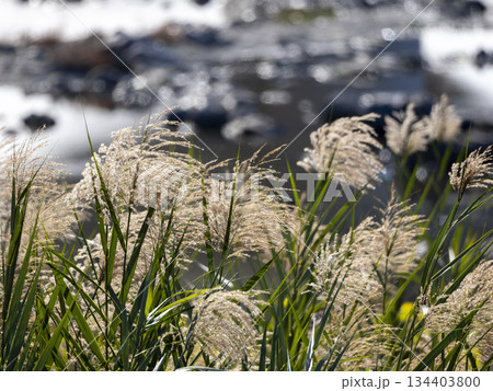 猪名川の河川敷に生えた葦 134403800