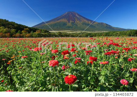 百日草咲く富士山 134403872