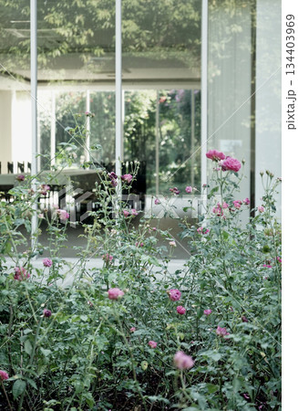 Real photo rose flower natural outdoor garden glass modern building background aesthetic design Real photo rose flower natural outdoor garden glass modern building background aesthetic design 134403969