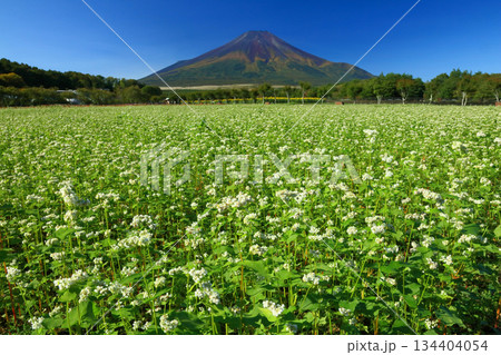 蕎麦の花咲く富士山 蕎麦の花咲く富士山 134404054