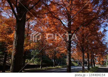 紅葉したメタセコイア並木道　11月多摩259メタセコイア並木の紅葉 134404154