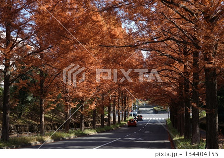 紅葉したメタセコイア並木道 11月多摩260メタセコイア並木の紅葉 紅葉したメタセコイア並木道 11月多摩260メタセコイア並木の紅葉 134404155