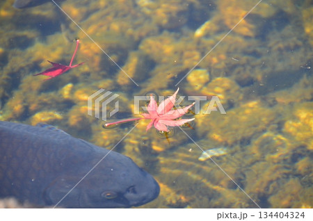 黒い鯉・赤い紅葉(徳川園/愛知県名古屋市東区徳川町) 黒い鯉・赤い紅葉(徳川園/愛知県名古屋市東区徳川町) 134404324