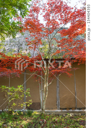 秋の紅葉が美しい熊本の風景 134404393