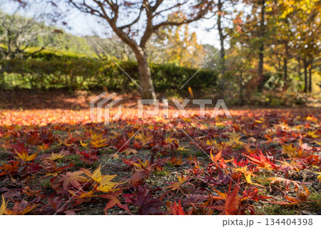 秋の紅葉が美しい熊本の風景 秋の紅葉が美しい熊本の風景 134404398