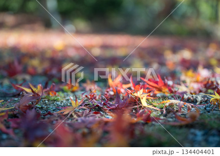 秋の紅葉が美しい熊本の風景 秋の紅葉が美しい熊本の風景 134404401