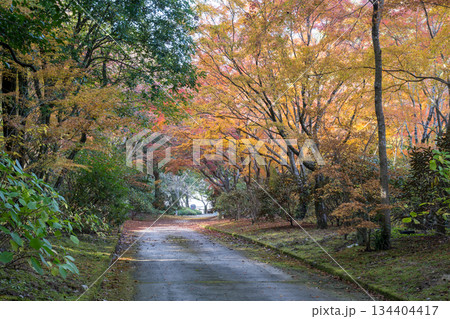 秋の紅葉が美しい熊本の風景 秋の紅葉が美しい熊本の風景 134404417