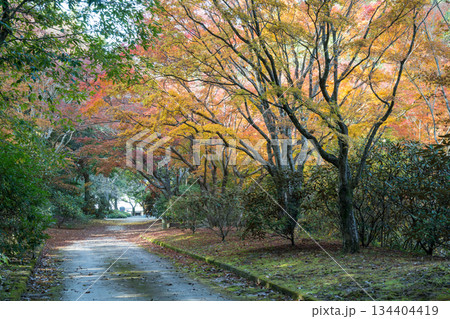 秋の紅葉が美しい熊本の風景 秋の紅葉が美しい熊本の風景 134404419