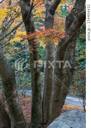 秋の紅葉が美しい熊本の風景 134404432