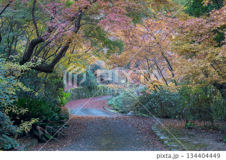 秋の紅葉が美しい熊本の風景 秋の紅葉が美しい熊本の風景 134404449