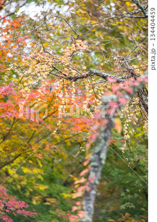秋の紅葉が美しい熊本の風景 134404459