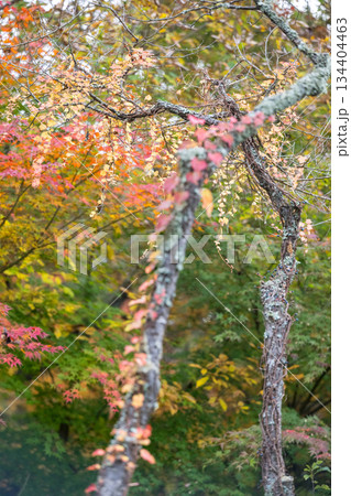 秋の紅葉が美しい熊本の風景 134404463