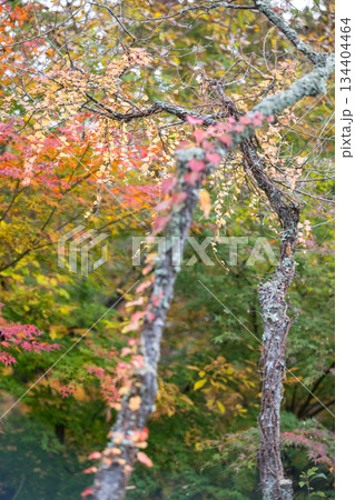 秋の紅葉が美しい熊本の風景 秋の紅葉が美しい熊本の風景 134404464