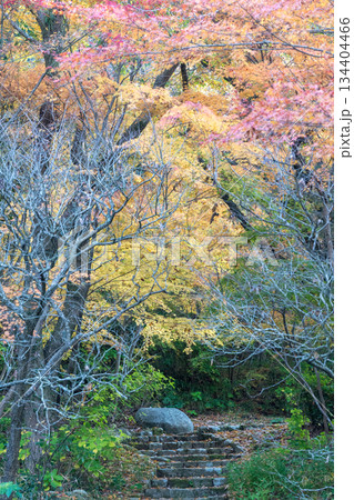 秋の紅葉が美しい熊本の風景 秋の紅葉が美しい熊本の風景 134404466