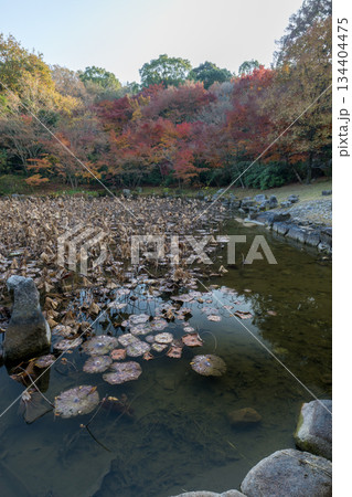 秋の紅葉が美しい熊本の風景 秋の紅葉が美しい熊本の風景 134404475