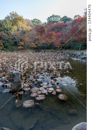秋の紅葉が美しい熊本の風景 134404476