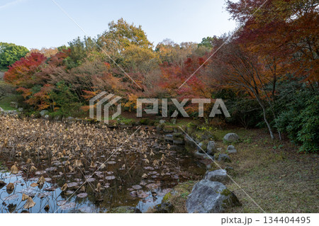 秋の紅葉が美しい熊本の風景 134404495