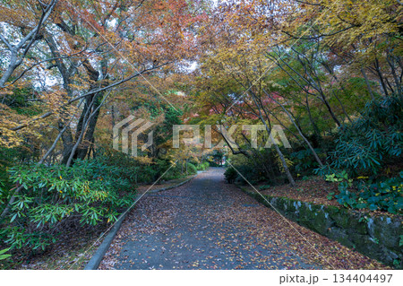 秋の紅葉が美しい熊本の風景 秋の紅葉が美しい熊本の風景 134404497
