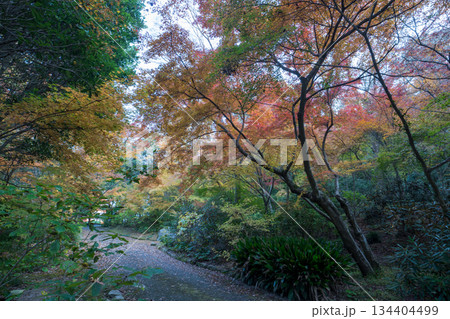 秋の紅葉が美しい熊本の風景 秋の紅葉が美しい熊本の風景 134404499