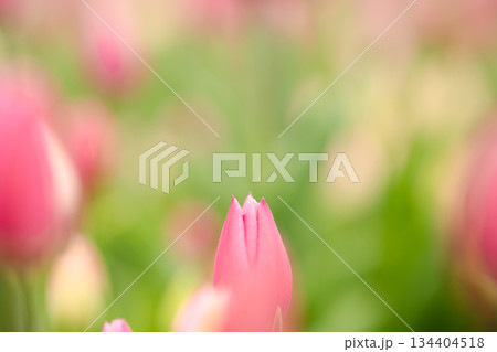 柔らかな春色に包まれたアイスチューリップの蕾 134404518