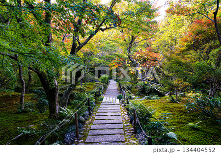 京都、宝筐院の庭園 京都、宝筐院の庭園 134404552
