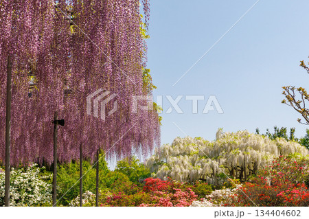 美しいフジの花 美しいフジの花 134404602