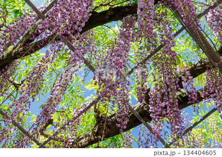 藤の花のある風景 134404605
