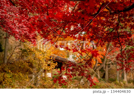 栃木県那須塩原市 秋の烏ケ森公園 栃木県那須塩原市 秋の烏ケ森公園 134404630