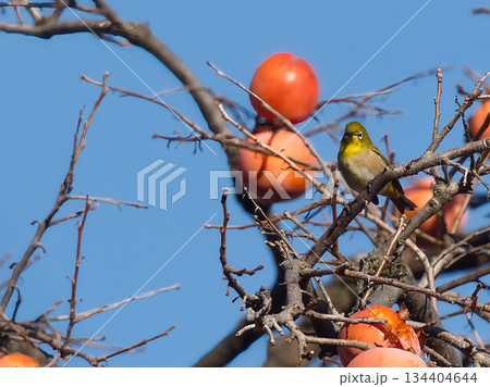 柿をついばむメジロ 134404644