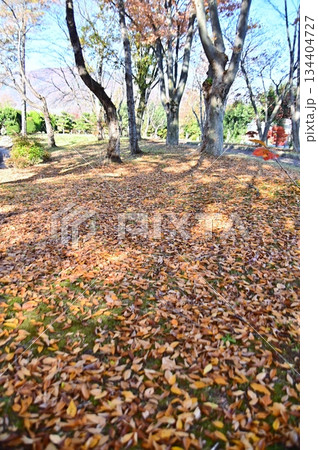 中央公園の広場を埋める落ち葉 中央公園の広場を埋める落ち葉 134404727