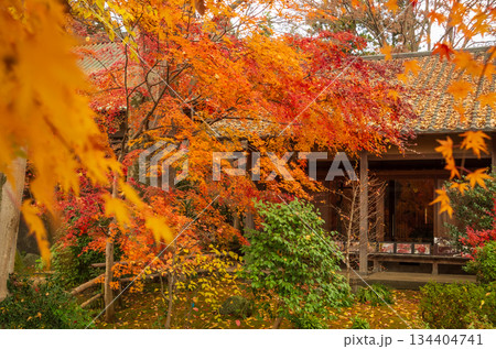 茨城県筑西市　　秋の最勝寺 134404741