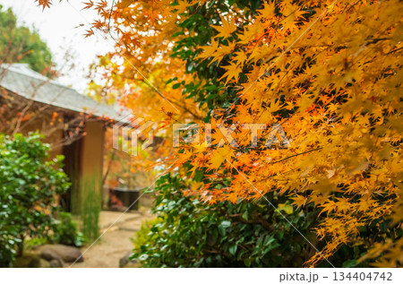 茨城県筑西市 秋の最勝寺 茨城県筑西市 秋の最勝寺 134404742